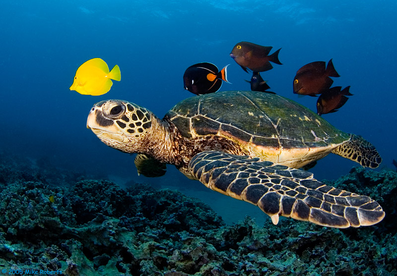 Caretta Caretta’lar Hakkında