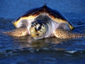 caretta